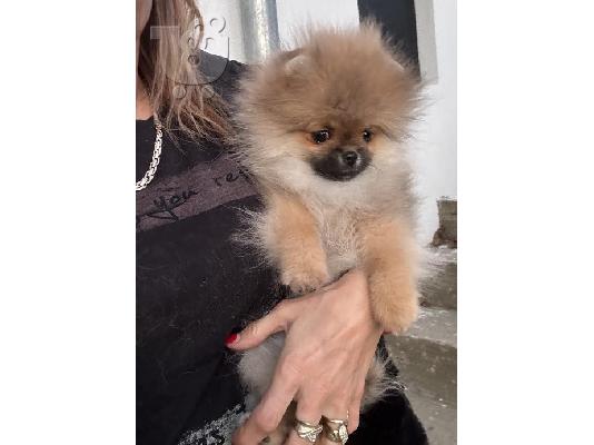 Pomeranian, καθαρόαιμα κουτάβια